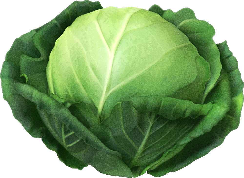 Cabbage